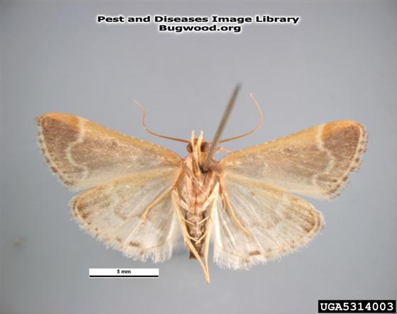 © Pest and Diseases Image Library