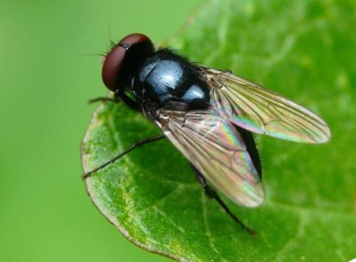 Tamanho: 6mm / © Jean Luc Kerveadou