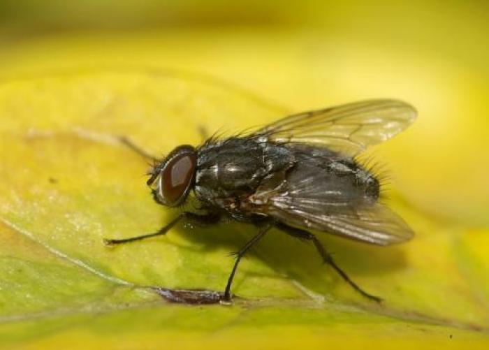 © Jean-Claude Bernard