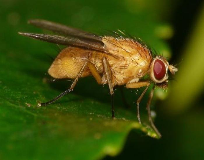 Size: 8mm / © Jean Luc Kerveadou