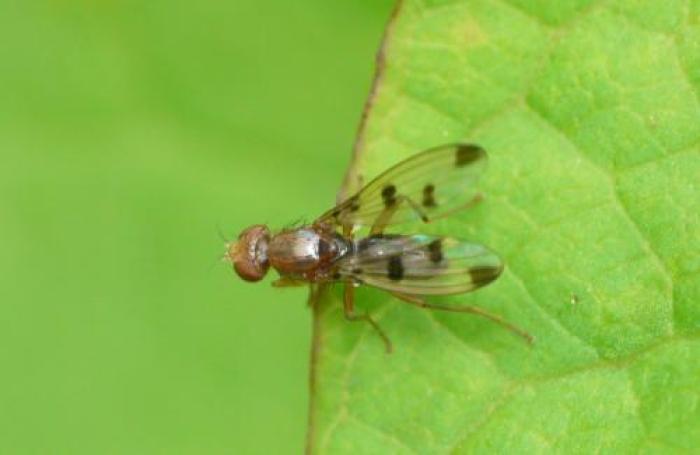 Geomyza tripunctacta Fallén, 1823