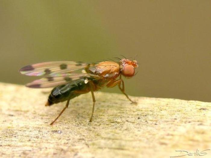 Geomyza tripunctacta Fallén, 1823