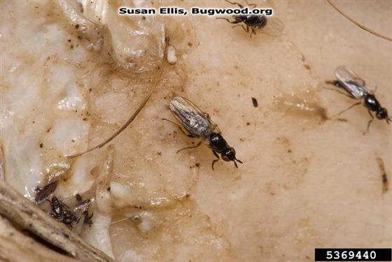 Piophila casei (Linnaeus, 1758)