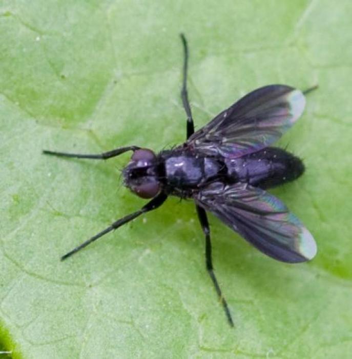 Melanophora roralis (Linnaeus, 1758)