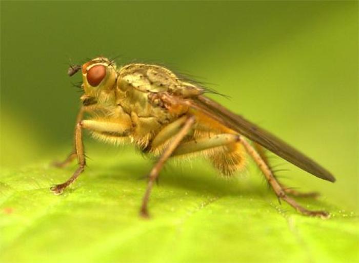 Size: 13mm / © Chevalier Guillaume