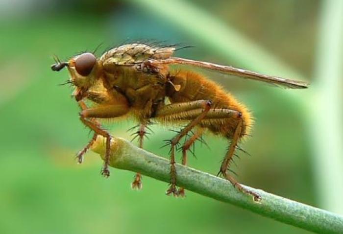 Size: 10mm / © Liger Denys