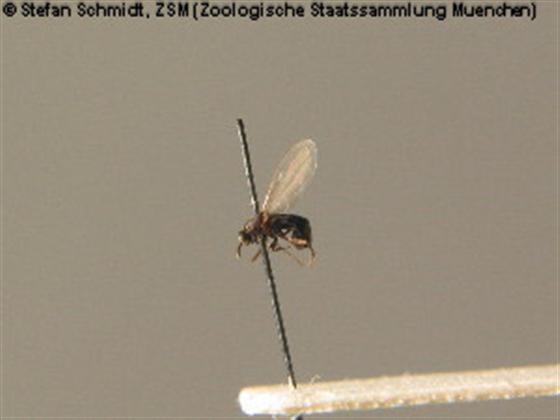 Coboldia fuscipes (Meigen, 1830)