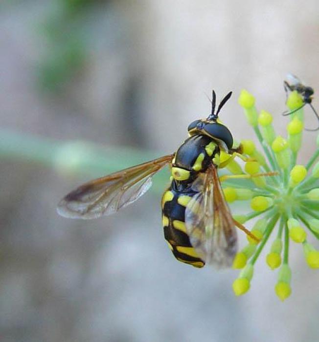 Size: 10mm / © Pietro Niolu