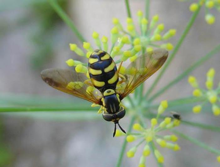 Size: 10mm / © Pietro Niolu