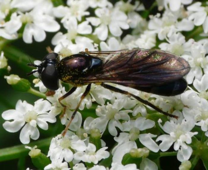 Size: 10mm / © Jean Luc Kerveadou