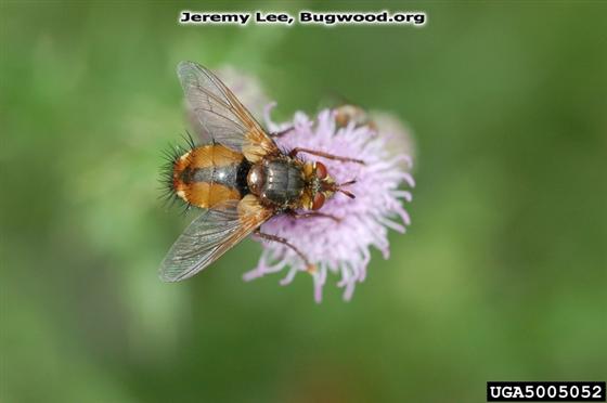 Tachina fera (Linnaeus, 1761)