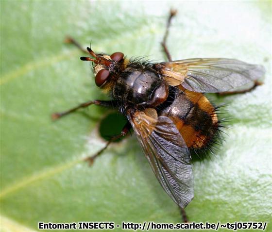 Tachina fera (Linnaeus, 1761)