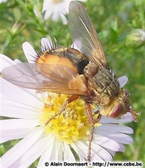 Tachina fera (Linnaeus, 1761)