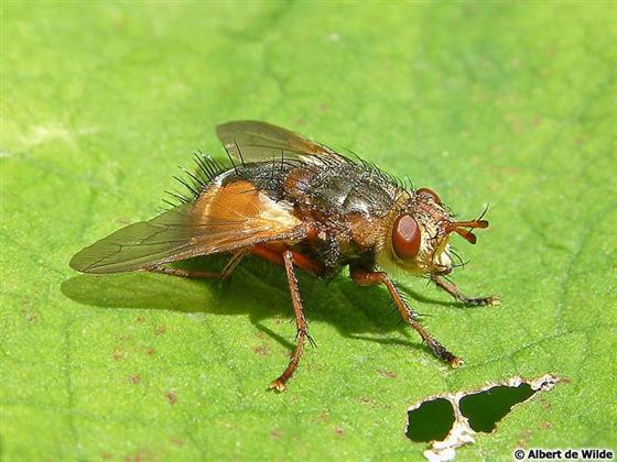 Tachina fera (Linnaeus, 1761)