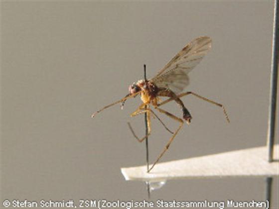 Sylvicola cinctus (Fabricius, 1787)