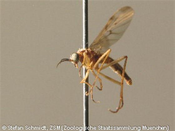 Sylvicola cinctus (Fabricius, 1787)
