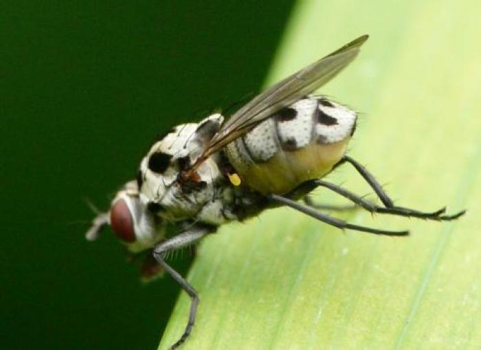 Size: 6mm / © Jean Luc Kerveadou