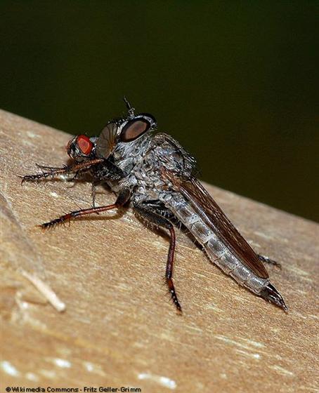 Tolmerus pyragra (Zeller, 1840)