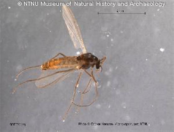 © NTNU Museum of Natural History and Archaeology