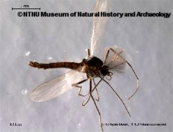© NTNU Museum of Natural History and Archaeology