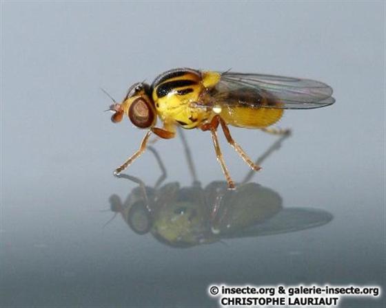 Thaumatomyia notata (Meigen, 1830)