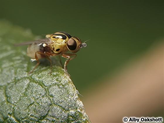 Thaumatomyia notata (Meigen, 1830)