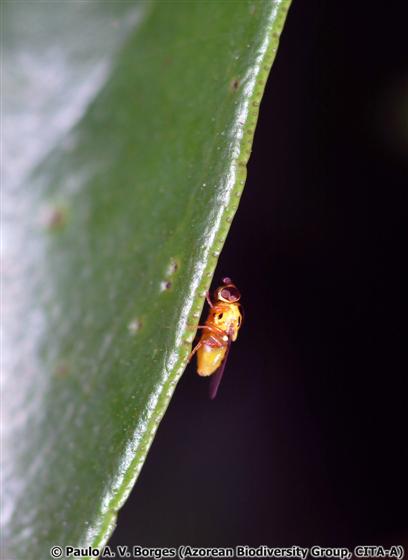 Thaumatomyia notata (Meigen, 1830)