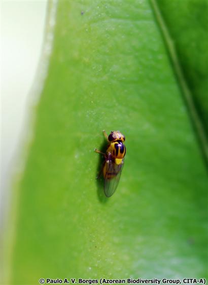 Thaumatomyia notata (Meigen, 1830)
