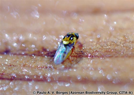 Thaumatomyia notata (Meigen, 1830)