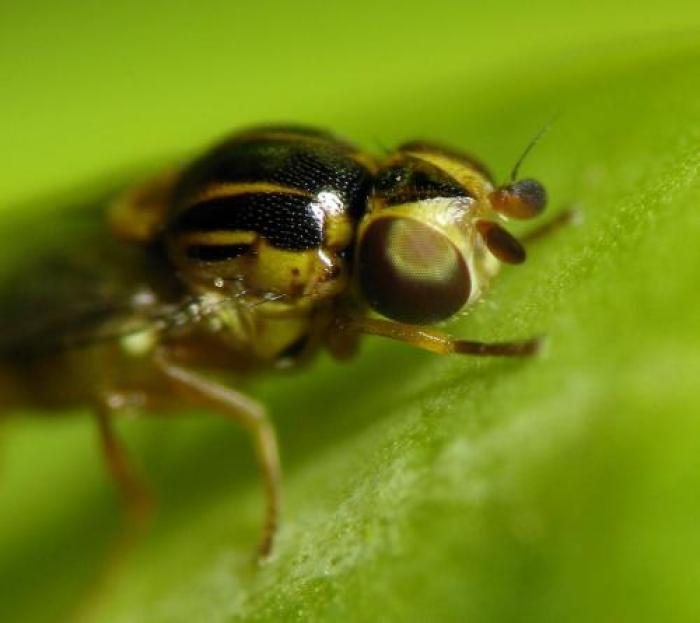 Thaumatomyia notata (Meigen, 1830)