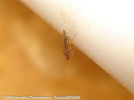 © Wikimedia commons - Sanja565658