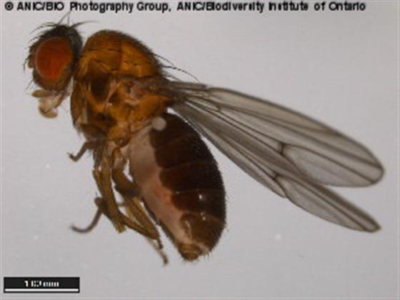 © BIO Photography Group, Biodiversity Institute of Ontario