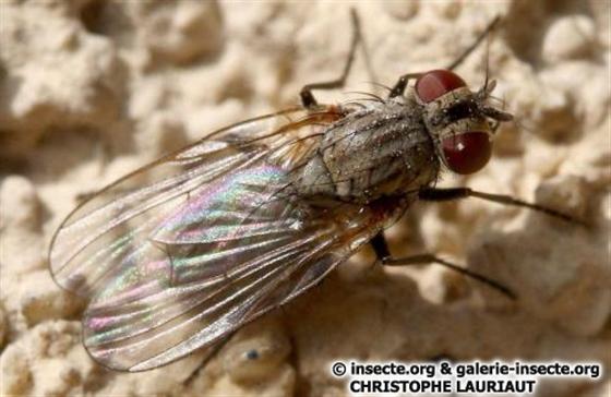 Fannia canicularis (Linnaeus, 1761)