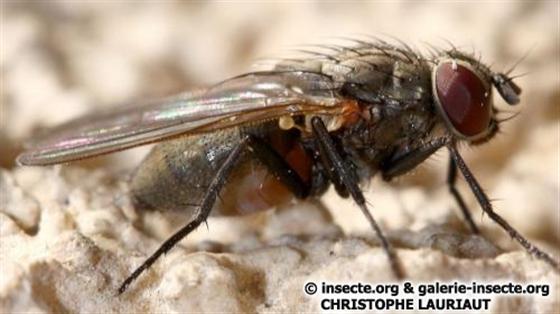 Fannia canicularis (Linnaeus, 1761)