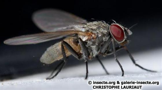 Fannia canicularis (Linnaeus, 1761)