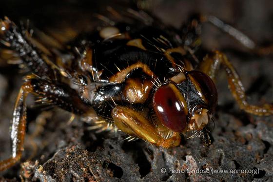 Hippobosca equina Linnaeus, 1758