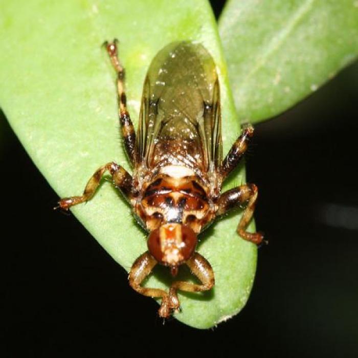 Hippobosca equina Linnaeus, 1758