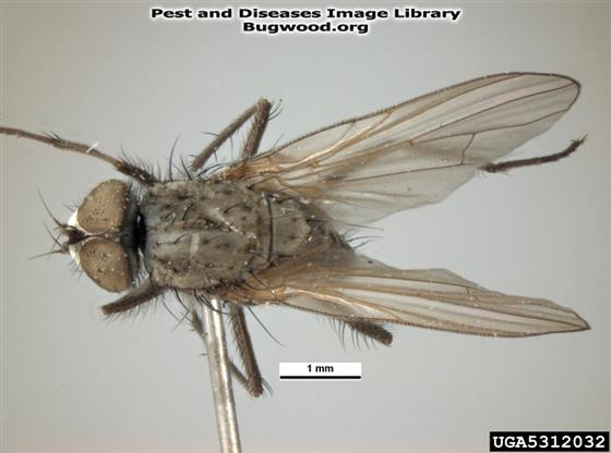 © Pest and Diseases Image Library