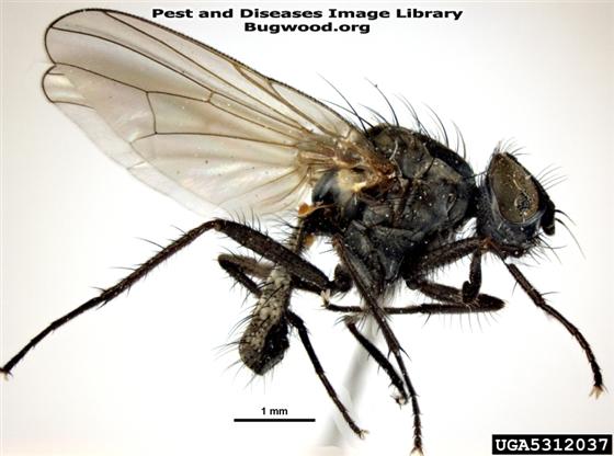 © Pest and Diseases Image Library