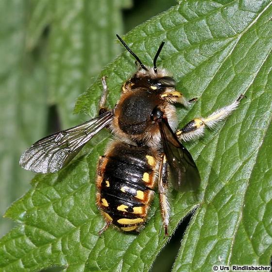Anthidium manicatum (Linnaeus, 1758)