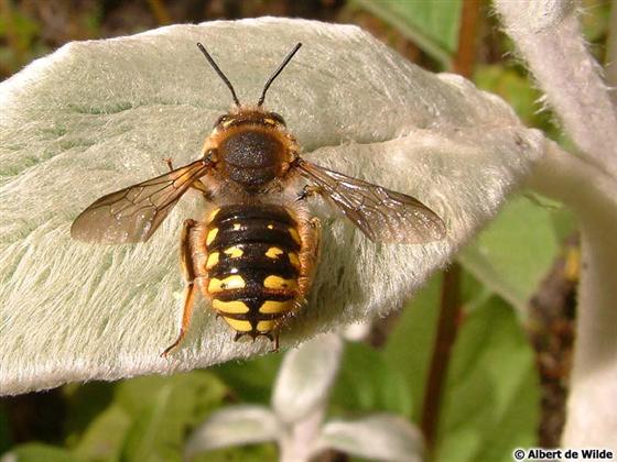 Anthidium manicatum (Linnaeus, 1758)
