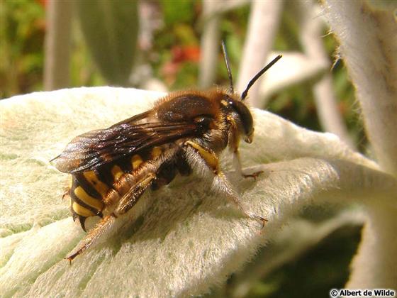 Anthidium manicatum (Linnaeus, 1758)