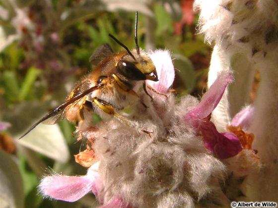 Anthidium manicatum (Linnaeus, 1758)