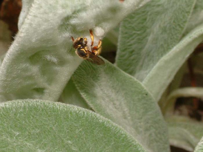 Anthidium manicatum (Linnaeus, 1758)