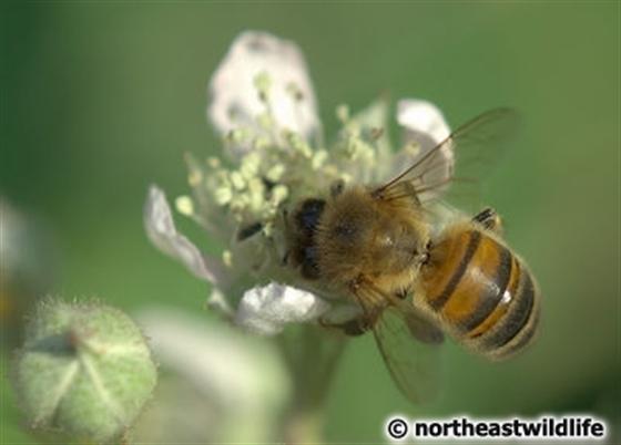 © Northeastwildlife