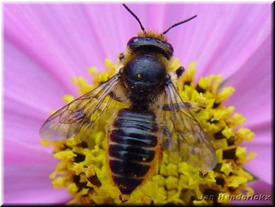 Megachile centuncularis (Linnaeus, 1758)