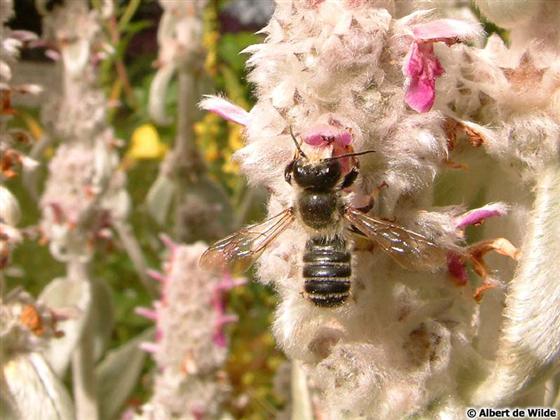 Megachile centuncularis (Linnaeus, 1758)