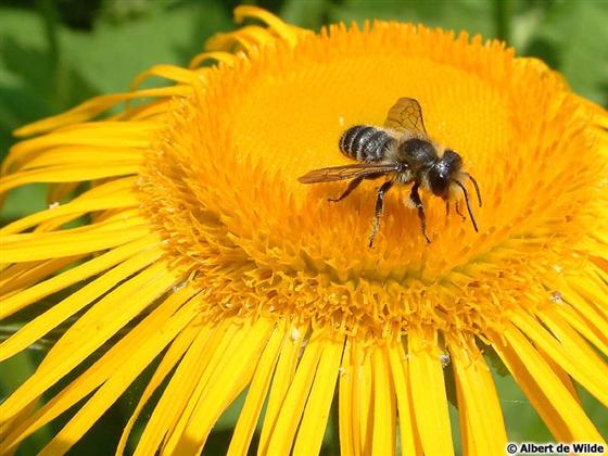 Megachile centuncularis (Linnaeus, 1758)