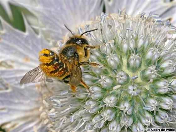 Megachile centuncularis (Linnaeus, 1758)