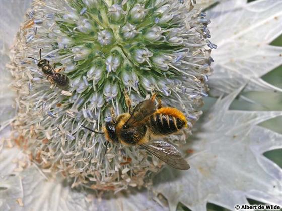Megachile centuncularis (Linnaeus, 1758)